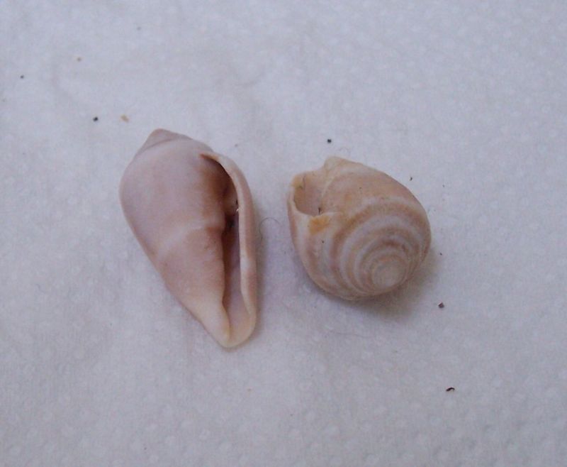 Altri due gasteropodi da identificare